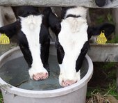 牛を殺せば助成金…政府に振り回される酪農家たち。過去最悪レベルの「牛乳ショック」で毎日生乳廃棄へ＝原彰宏