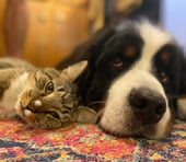 新規上場「犬猫生活」は買いか？前澤ファンド出資ペットD2Cの成長性とリスクを解説＝遠藤悠市