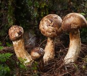 針なし注射のタカギセイコー、バカマツタケなど材料で急騰する「スカイツリー株」とは＝武田甲州