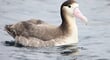 アホウドリよりアホウな生物は何か?絶滅と再生が問いかける我々人類の責任 アホウドリよりアホウな生物は何か?絶滅と再生が問いかける我々人類の責任