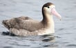 アホウドリよりアホウな生物は何か？絶滅と再生が問いかける我々人類の責任