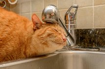 大家さん泣かせ!? 「ペット可」物件が受けるダメージの実例いろいろ=姫野秀喜 160403cat_eye