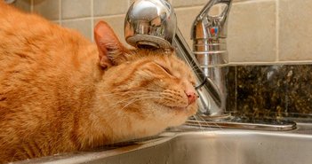 大家さん泣かせ!? 「ペット可」物件が受けるダメージの実例いろいろ＝姫野秀喜