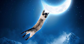 160830washinokeisen_eye