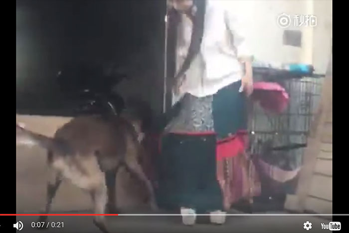 スケベ犬が「美女を一瞬で脱がせる」決定的瞬間をスロー映像で見てみよう！