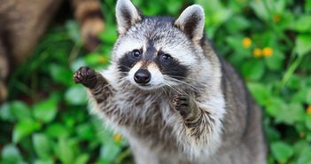 160913chinkowash_eye