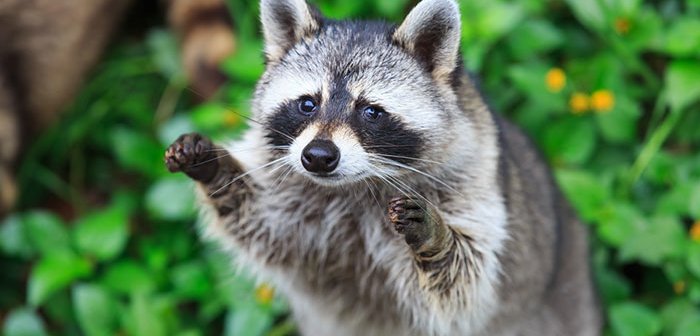 160913chinkowash_eye