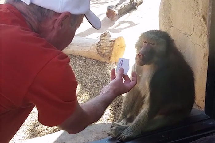 モンキーマジック♪ お猿さんに手品を見せたら食いつきが良すぎて笑う動画