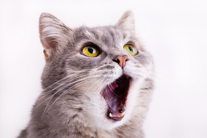 「浮気帰り」のワシが鬼嫁にこれでもかと詰められる決定的瞬間（動画アリ）