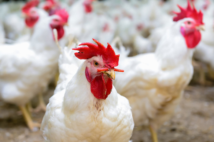 「巨大すぎるニワトリ」に市場騒然、タイマンなら負けると話題に(動画アリ)