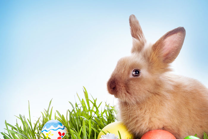 中国のおっさん発明家が「ウサギちゃんロボ」を開発完了！かなりキモイ