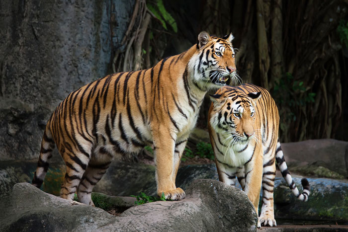 スヤスヤ気持ちよく眠る「トラ」を無理やり起こした結果…（動画）