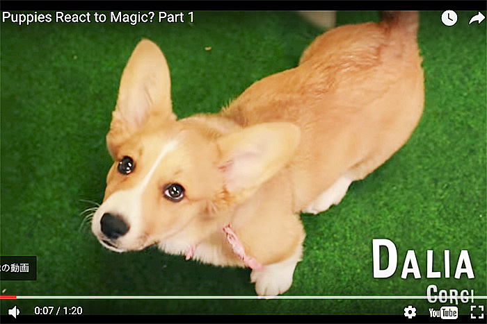 ごはんはどこへ消えたワン？手品でエサを隠された子犬の反応が可愛い(動画アリ)