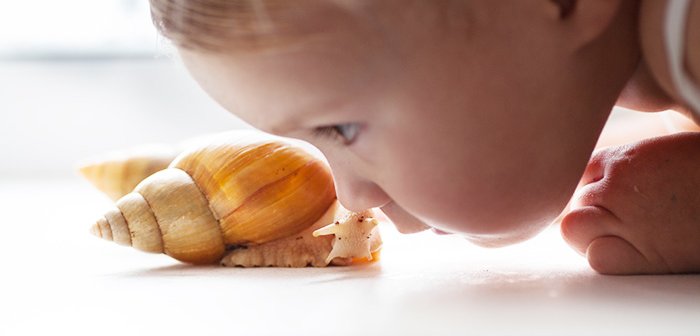 170723katatumuri_eye