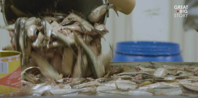 出典:YouTube(Great Big Story)