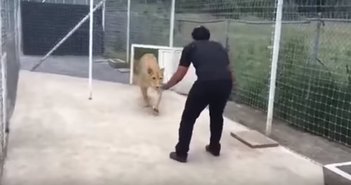 20171113_ライオンキャプション_eye