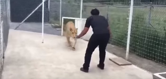 20171113_ライオンキャプション_eye