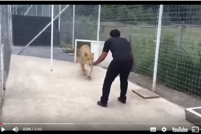 【感動シーン】元飼育係と再会したライオンの反応が完全に「巨大なネコ」