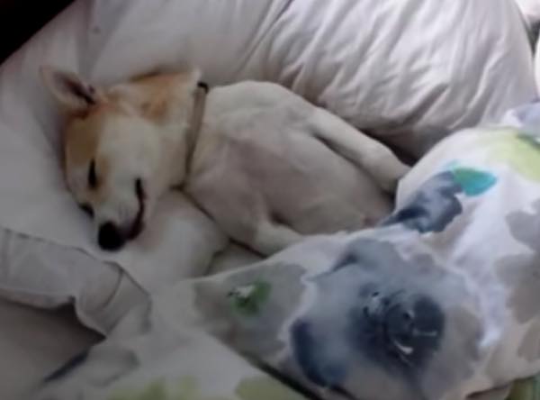 出典：YouTube（Lulu the Shiba Inu）