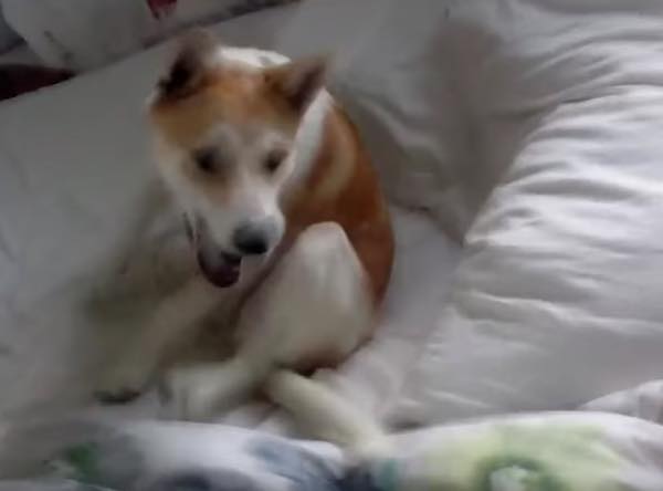 出典：YouTube（Lulu the Shiba Inu）