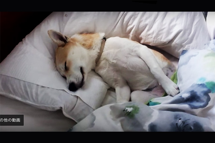 「病院に行きたくないワン…」ペット犬の寝たふりが嘘だとバレる決定的瞬間！