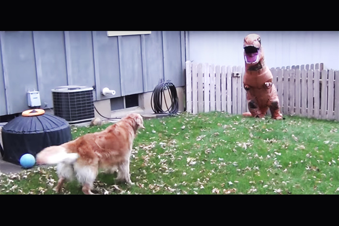 恐竜の着ぐるみを着て、我が家のワンコといざ勝負！ → 意外な試合展開に…