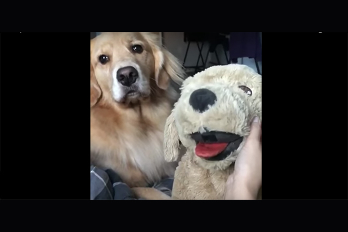 モテる男はツラいよ？「ぬいぐるみ」に嫉妬するレトリバー(♀)が可愛すぎる☆