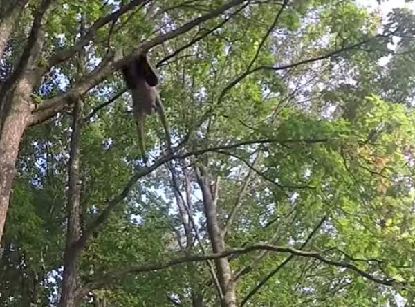 出典：YouTube（Caters Clips）