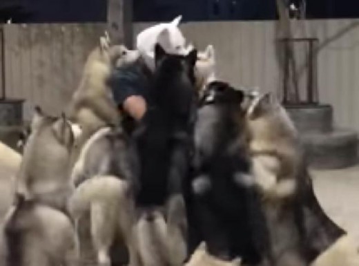 出典：YouTube（ViralHog）