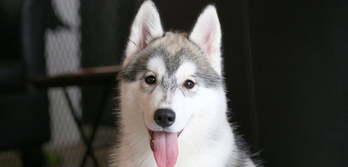 171214husky_eye