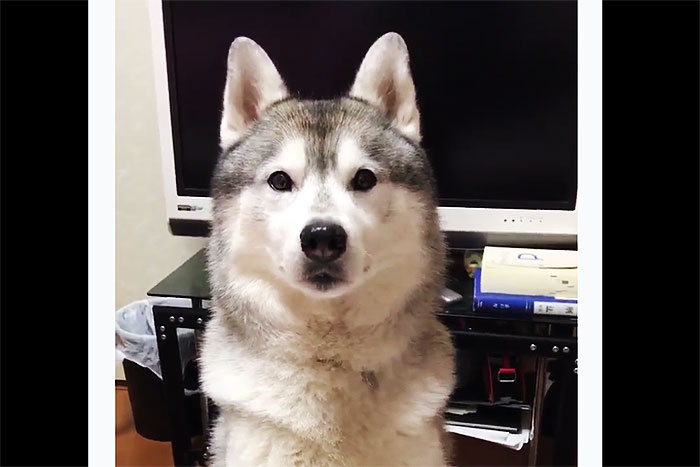 戌年にピッタリ♪ ただひたすら「ハスキー犬と見つめ合う」動画をどうぞ