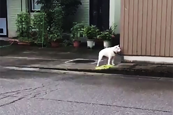 「ワン！」ではなく「〇〇！？」 意外すぎる鳴き声の犬が想像以上に面白い