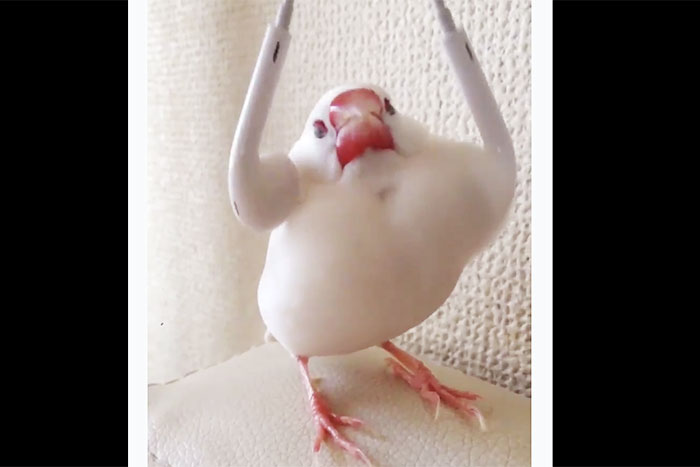 気持ちええ～。ウチの文鳥が大満足の「マッサージ機」その意外な正体とは？