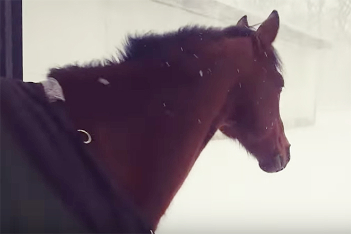 「よっしゃ放牧や！」猛吹雪に元気よく飛び込んだお馬さんの反応が面白いｗ