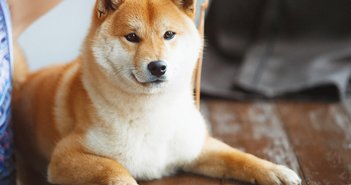 180116inu_eye