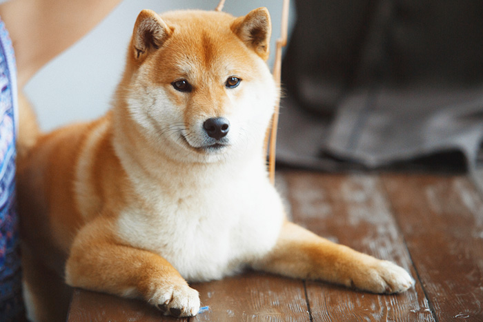 「起こすのはご主人だけワン！」人間の赤ちゃんを寝かしつける天才犬が登場