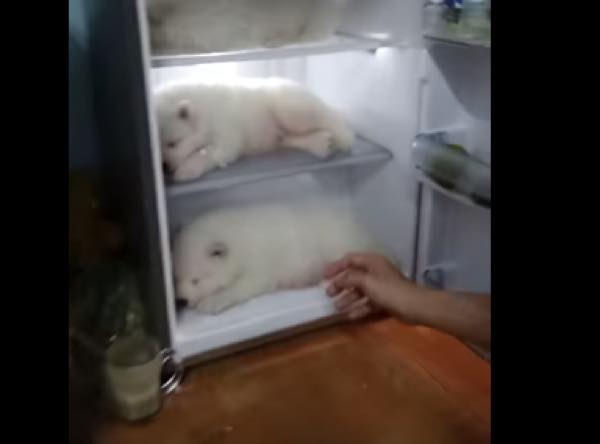 出典：YouTube（ViralHog）