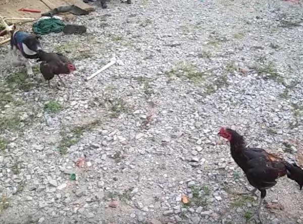 出典：YouTube（ViralHog）