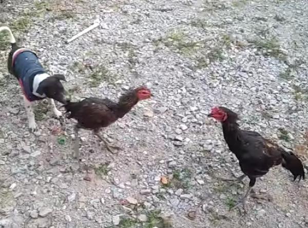 出典：YouTube（ViralHog）