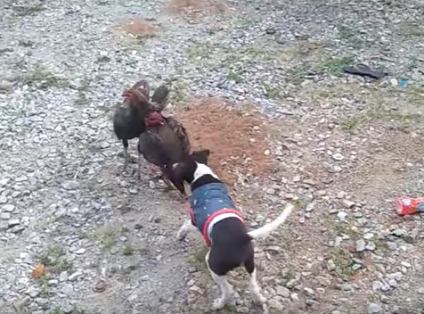 出典：YouTube（ViralHog）