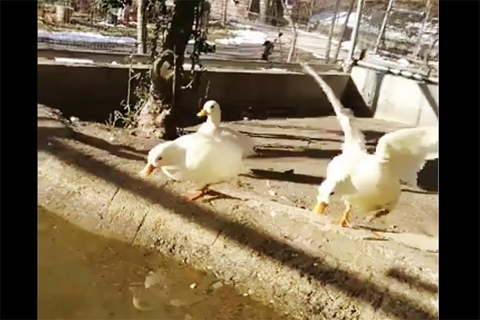 「真冬でも泳ぎたい！」颯爽と池に飛び込んだアヒルさんを襲った悲劇