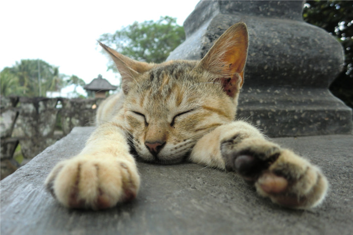 「毎日、寒すぎるニャン」神社に住み着くネコが選んだ避難先にビックリ！
