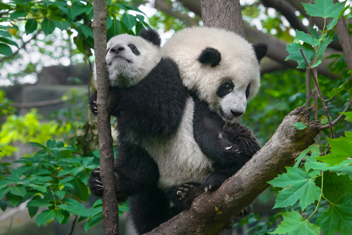 模範的「ひざカックン」？ 赤ちゃんパンダ「シャンシャン」が早くも魅せた妙技