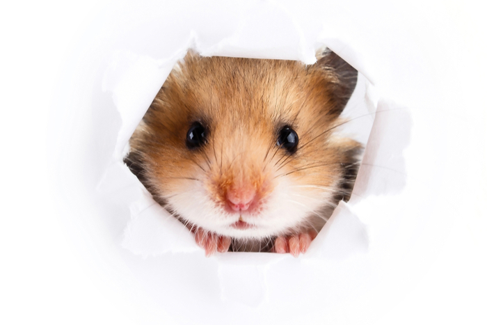 「にーほー」と聞こえる？ されるがままのペットが超かわいい【動画】