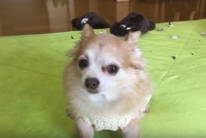 イタズラしたのは誰なのか。容疑者は５匹の犬たち…あなたの推理は？