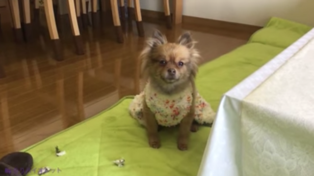 出典：YouTube（りりバイオレット）