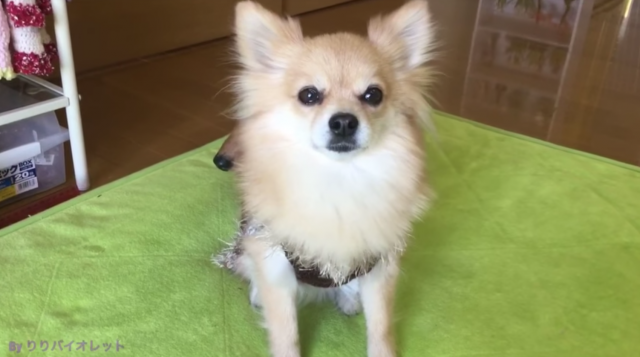 出典：YouTube（りりバイオレット）