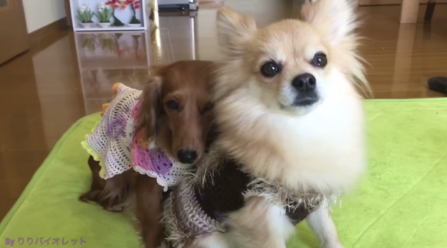 出典：YouTube（りりバイオレット）