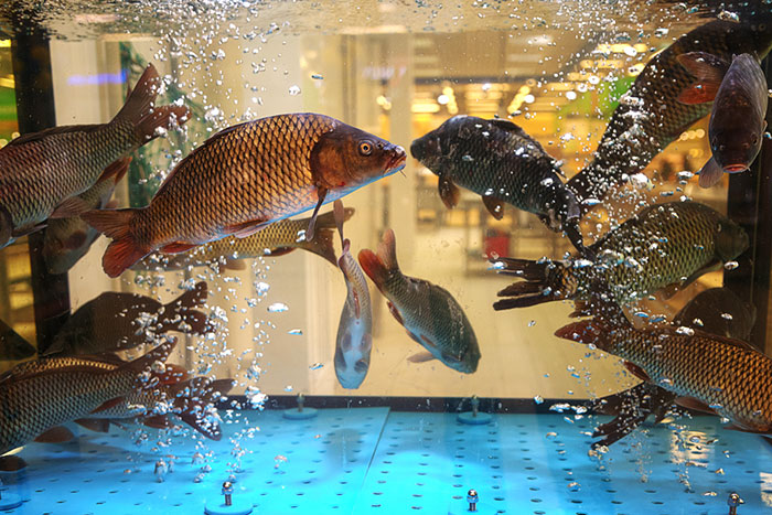 鮮魚売り場の水槽が割れたら…ピッチピチの魚たちで店内が大惨事に！