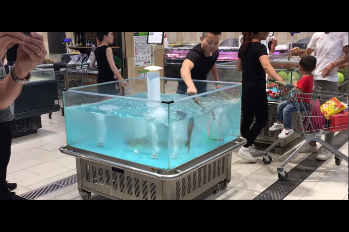 あなたが食べて！ 水槽から跳ねた魚が「自分で売り込み」をかける衝撃動画